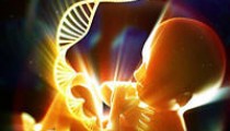Zehirli Kimyasalların Fetal Gelişim Üzerindeki Etkileri