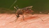 Sivrisinekler Neden Sizi Seçiyor?