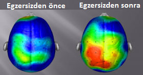 sporun-beyne-etkisi